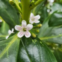Rundreise Neuseeland // Besuch der Wairakei Terrassen bei Taupo