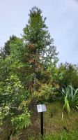 Rundreise Neuseeland // Kauri-Baum beim Besuch der Wairakei Terrassen bei Taupo