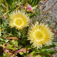 Rundreise Neuseeland // Kaffeestopp bei Kekerengu auf der Südinsel