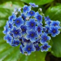 Rundreise Neuseeland // Botanischer Garten in Christchurch