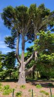 Rundreise Neuseeland // Botanischer Garten in Christchurch
