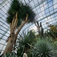 Rundreise Neuseeland // Flower Dome in Singapur