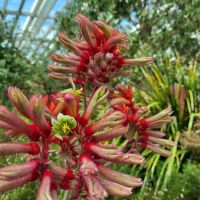 Rundreise Neuseeland // Flower Dome in Singapur