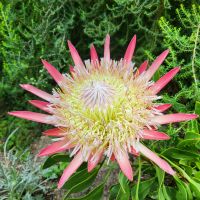 Rundreise Neuseeland // Flower Dome in Singapur