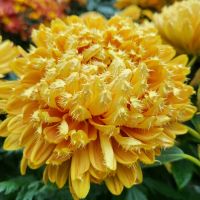 Rundreise Neuseeland // Flower Dome in Singapur