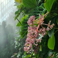 Rundreise Neuseeland // Cloud Forest in Singapur
