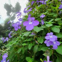 Rundreise Neuseeland // Cloud Forest in Singapur