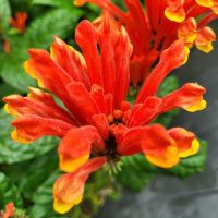 Rundreise Neuseeland // Cloud Forest in Singapur