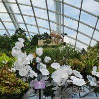 Rundreise Neuseeland // Cloud Forest in Singapur