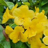 Rundreise Neuseeland // Cloud Forest in Singapur