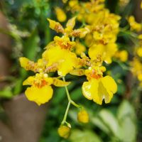 Rundreise Neuseeland // Orchideen-Garten in Singapur