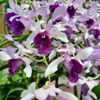 Rundreise Neuseeland // Orchideen-Garten in Singapur
