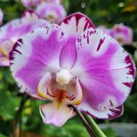 Rundreise Neuseeland // Orchideen-Garten in Singapur