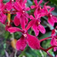 Rundreise Neuseeland // Orchideen-Garten in Singapur