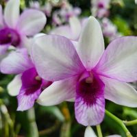 Rundreise Neuseeland // Orchideen-Garten in Singapur