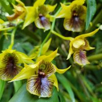 Rundreise Neuseeland // Orchideen-Garten in Singapur