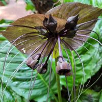 Rundreise Neuseeland // Orchideen-Garten in Singapur