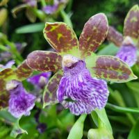 Rundreise Neuseeland // Orchideen-Garten in Singapur