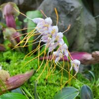 Rundreise Neuseeland // Orchideen-Garten in Singapur