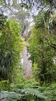 Rundreise Neuseeland // Besuch im Kauri-Wald bei Tane Mahuta