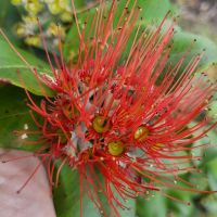 Rundreise Neuseeland // Ausflug zum Cape Reinga - Pohutukawa