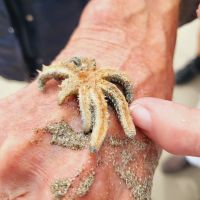 Rundreise Neuseeland // Cooks Beach auf der Coromandel-Halbinsel