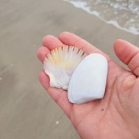 Rundreise Neuseeland // Cooks Beach auf der Coromandel-Halbinsel