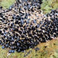 Rundreise Neuseeland // Hot Water Beach auf der Coromandel-Halbinsel