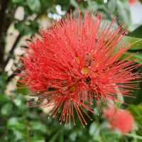 Rundreise Neuseeland // Pohutukawa auf der Coromandel-Halbinsel