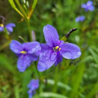 Rundreise Neuseeland //auf der Coromandel-Halbinsel
