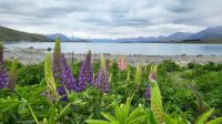 Rundreise Neuseeland // Lupinen am Lake Tekapo