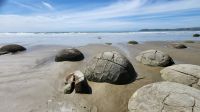 Rundreise Neuseeland // geheimnisvolle Moeraki Boulders