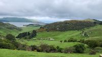 Rundreise Neuseeland // Fahrt über die Otago-Halbinsel