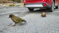 Rundreise Neuseeland // neugieriger Kea im Fiordland Nationalpark
