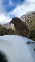 Rundreise Neuseeland // neugieriger Kea im Fiordland Nationalpark