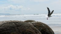 Rundreise Neuseeland // geheimnisvolle Moeraki Boulders