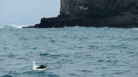 Rundreise Neuseeland // Albatross an der Otago-Halbinsel