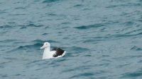 Rundreise Neuseeland // Albatross an der Otago-Halbinsel