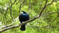 Rundreise Neuseeland // Neuseeländischer Tui bei den Mirror Lakes im Fiordland Nationalpark