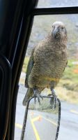 Rundreise Neuseeland // neugieriger Kea im Fiordland Nationalpark