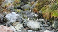 Rundreise Neuseeland // Fiordland Pinguine im Milford Sound