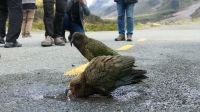 Rundreise Neuseeland // neugieriger Kea im Fiordland Nationalpark
