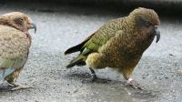 Rundreise Neuseeland // neugieriger Kea im Fiordland Nationalpark