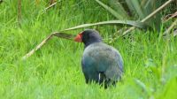 Rundreise Neuseeland // Südinsel-Takahe in Te Anau am Fiordland Nationalpark