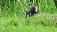 Rundreise Neuseeland // Südinsel-Takahe in Te Anau am Fiordland Nationalpark