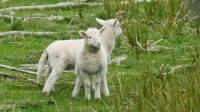 Rundreise Neuseeland // Neuseeländische Schafe & Lämmchen