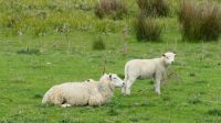 Rundreise Neuseeland // Neuseeländische Schafe & Lämmchen