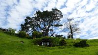 Rundreise Neuseeland // Besuch von Hobbiton
