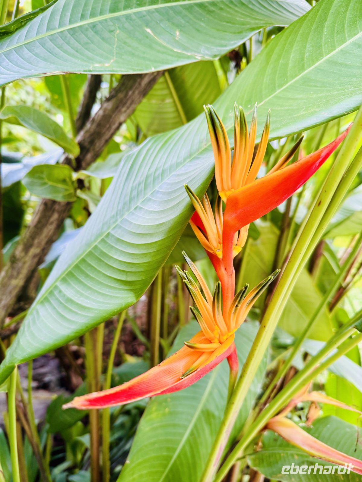 Tag 3 - Orchideen-Garten, Singapur 