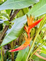 Tag 3 - Orchideen-Garten, Singapur 